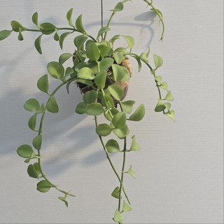 디시디아 그린 소라껍질 행잉플랜트 에이피플랜츠, 10개, 기본