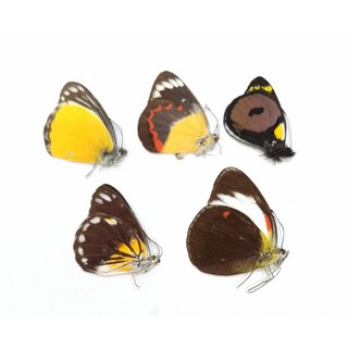 蟲新發現 蝴蝶標本A1 粉蝶五種一組 未展翅乾貨, 1個