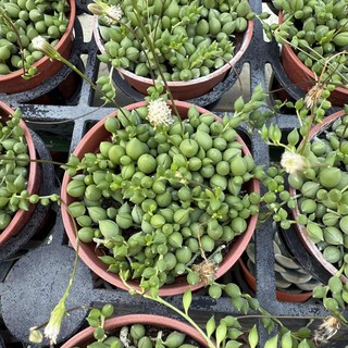 沅鈺農場 多肉植物 三吋盆栽 玄月 多肉盆栽 療癒盆栽 辦公室盆栽 迷你盆栽, 三吋紅盆, 1個