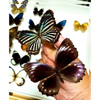 蟲新發現 蝴蝶標本A1 未展翅乾貨 - 體驗自然之美, Elymnias nesaea