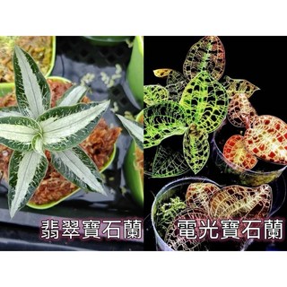 苔鑽 電光寶石蘭 翡翠寶石蘭 小型蘭花 一株 (裸根寄), 1個, 1株組培株（電光寶石蘭），裸根寄送,約3-5公分