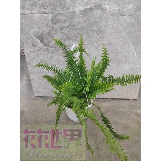 花花世界 蕨類植物長葉腎蕨 5-6吋盆栽 高20-40cm 插花材料, 1個