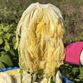 빠른출고 국산 절임 배추 예약 김장 절인 배추 절임 김장배추 강원도절임배추 충청도절임배추, 9시30분이전주문시당일출고, 1개, 20kg