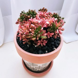 [제이팟다육] 스트라이프 토분에 담긴 미니 소인제금 다육이화분 세트