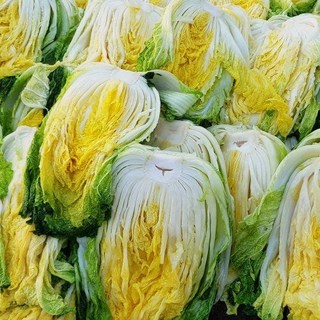 [신선도감] 땅끝 해남 절임배추 20KG 해풍맞은 90일 배추 산지직송 [예약판매], ((배추 수령희망일을 꼭 기재해주세요)), 1박스