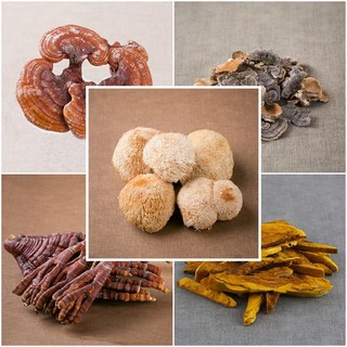 국산 약용버섯 건조 말린 운지 영지 녹각영지 노루궁뎅이 상황 버섯 차 효능, 국산 장수상황버섯 200g, 1개