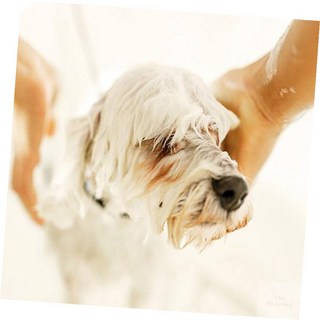 진정5호 비숑프리제550ml 펫샴푸