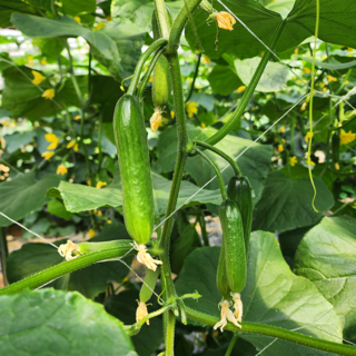 농산물마루 국내산 미니오이, 1개, 2kg
