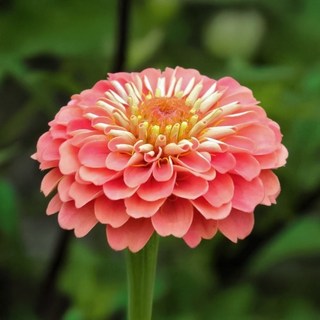 백일홍 베너리스 자이언트 코랄 씨앗 10립 (유아그린/Z0107)