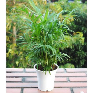 花樣渼栽盆栽生活館 袖珍椰子(4寸) 室內清淨空氣盆栽 觀葉植物, 1個