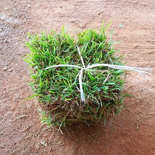 서경농원 천연잔디 18cm x 25장 묶음 한국잔디 중지, 1개