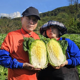 황금 김장 절인배추 강원도 고랭지절임배추 20kg(예약마감), 11월 28일 (금) 도착, 20kg, 1박스