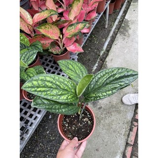 秘魯龜背芋5吋盆栽特價中，綠色植物盆栽，美觀淨化空氣，居家辦公室擺設。, 1個