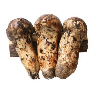 2025년 자연산 송이버섯 자연 송이, 1박스, 1등급 1kg