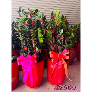 霏霏園藝 金錢樹組合盆栽 招財進寶 送禮適宜, 3600傳車送才不會破