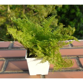 花樣渼栽盆栽生活館 蕾絲蕨 (室內清淨空氣盆栽) 室內植物 3吋盆栽，清新空氣、容易照顧、美化空間, 1個, 3寸圓形花盆(整盆寄出)(附白色水盤)