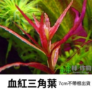 林作物 水草 現貨/含發票【血紅三角葉】水中葉 稀有紅色水草 中景 一般級, 每份1株