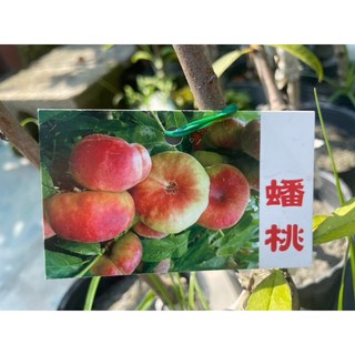 花花世界 蟠桃水果苗 味香甜可口 4.5吋盆/高20-60公分, 1個