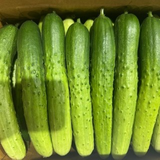 [정연푸드]국내산 백다다기오이 5kg 산지직송 오이지용 다다기오이, 1개, 백다다기오이2kg(10개내외)