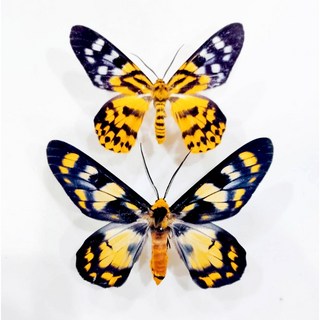 蟲新發現 蝴蝶標本A1 豹尺蛾兩種一組，未展翅乾貨，精美昆蟲標本收藏，自然科學教育素材, 1個