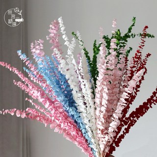 漂色尤加利真花乾燥花 永生花銅錢桉 DIY婚慶家居裝飾乾花 婚禮佈置捧花乾燥花批發 漂色尤加利 白色 1支, 漂色尤加利/白1支