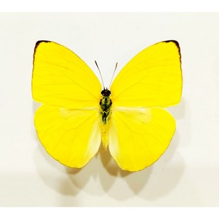 蟲新發現 蝴蝶標本A1 Phoebus trite 未展翅乾貨 昆蟲標本 教學資源 科學研究