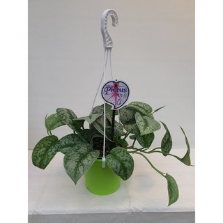 [다은꽃농원]엔젤스킨답서스 픽투스스킨키우기 벽걸이 행잉식물 키우기쉬운 공기정화식물 인테리어, 1개