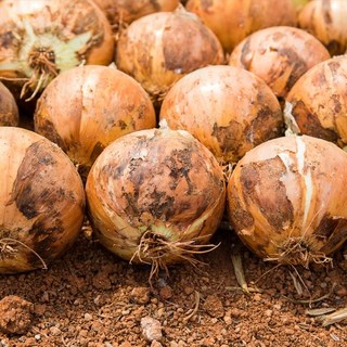 [온새]국내산 무안 양파, 1박스, 중 5kg