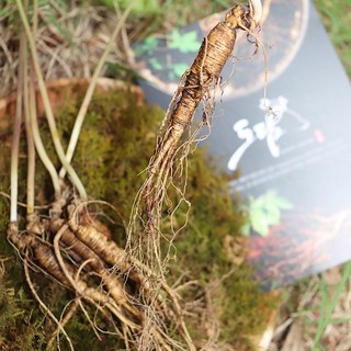 도담산삼 9-10년근 10뿌리 산양삼 산양산삼 장뇌삼 산삼, 9-10년근 10뿌리 명품, 1개