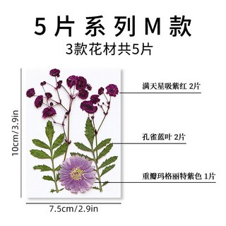 乾燥花組合 真花壓花 永生花 森林系 DIY水晶滴膠 植物標本, M