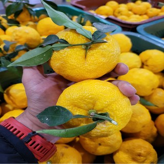 향긋하고 싱싱한 농장직송 거제 고흥 생유자 유자 생과, 1박스, 1kg 7-9개