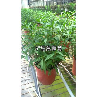 花花世界 香草植物甜萬壽菊 5吋盆/高25-40cm 濃厚的沙士氣味, 1個