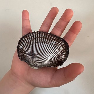 국내산 제철 피꼬막, 1개, 피꼬막 2kg