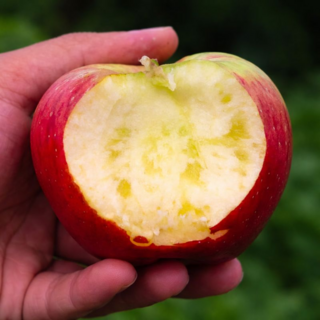 [새해초초특가] 58년명가 꿀당도사과 꿀맛 부사사과, 1박스, 3kg