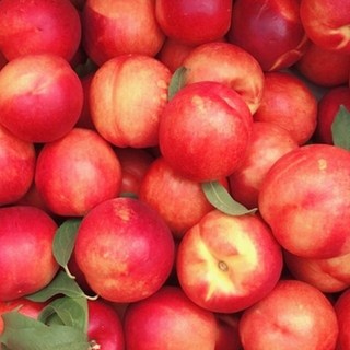 [너와 함께라면] 천도복숭아(신비)3년생01084786447, 1개