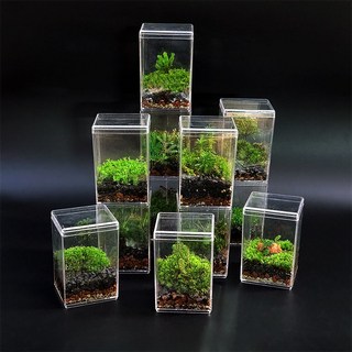 테라리움 키트 비단이끼 미니 테라리움 더숲 세트 DIY 만들기, 뱀톱 더숲, 1개