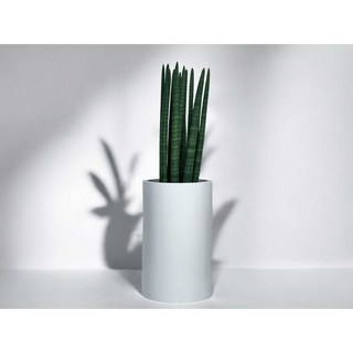 윤스가든 전국 당일배송 개업화분 사무실이전 병원개원 식당 카페 개업집 오픈 금전수 돈나무, 1개, 4.스투키_중형