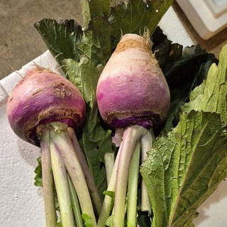 노지 햇 강화도순무 강화순무, 1박스, 5kg