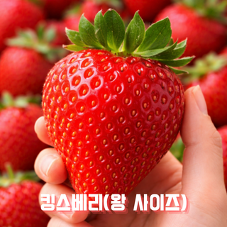 산지직송 프리미엄 논산 고당도 킹스베리 설향 딸기 제철 생딸기 500g 1kg, 1박스, 킹스베리 딸기 왕특사이즈 9개입 내외 500g