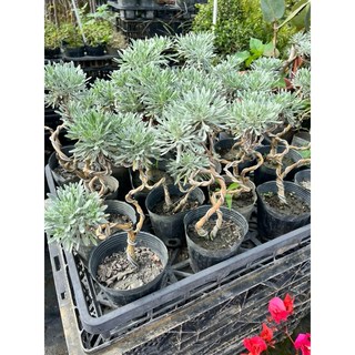 霏霏園藝日本芙蓉趙姓盆栽 特價300元 花色鮮豔 易於種植 美化居家環境