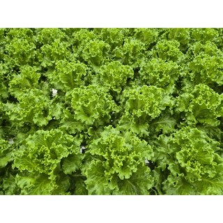 [양림해오름농장]유럽형상추 / 유럽상추 / 로메인상추 / 바타비아상추 / 샐러드야채 / 유러피안샐러드 / 단일품종, 1개, 1kg