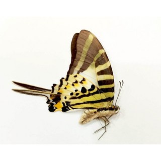蝴蝶標本A1 虎紋劍鳳蝶（中國產）未展翅乾貨 昆蟲標本收藏 自然科學教育 DIY蝴蝶工藝品, 1個