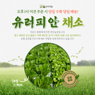 [정진농장] 유러피안 채소 6종이상 1kg 샐러드 쌈채소 유럽레터스다이어트 채소 양상추 로메인상추 프릴아이스 버터헤드 카이피라 [원산지:국산(전라북도 익산시)]당일수확당일산지직송, 1개