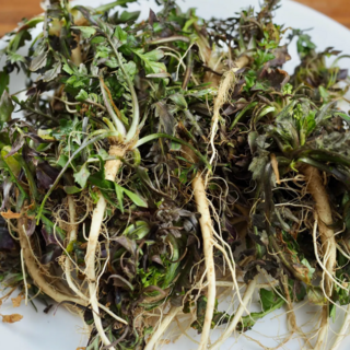 [향긋한 봄나물] 냉이 국내산 냉이 세척 냉이, 1박스, 냉이 4kg