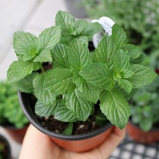 C_허브 키우기 페퍼민트 모종 화분 더피움, 1개