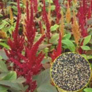 곡물 나물 식물 씨앗 슈퍼 품종 아마란스 14538pc 1(ea)