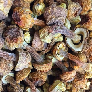 巴西魔菇 300g 檢驗合格, 1個, 半斤/300g