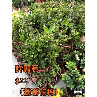 霏霏園藝許願藤 滿滿花穗5-6吋盆栽 居家綠植盆栽 陽台植物推薦, 1個