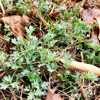 [산지직송] 국내산 향긋한 쑥 제철 봄나물 자연산 노지 생쑥, 1개, 500g