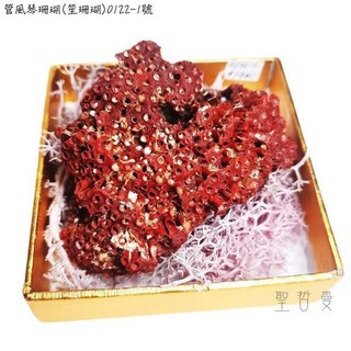 聖哲曼 管風琴珊瑚 (笙珊瑚) 礁簇擺件 紅色海洋礦物晶體標本